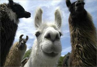 Funny Llama Pics Wallpaper
