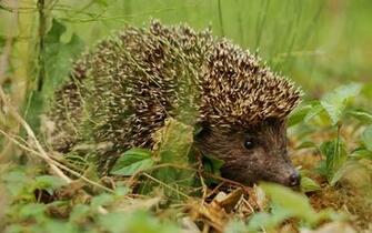 Nature Animals Wallpaper Wildlife