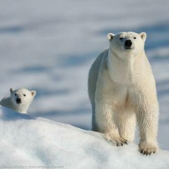 iPhone Blackberry iPad Polar Bears Screensaver For Kindle3 And Dx