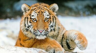 Tiger Face