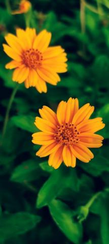 Flower Mobile Photography Kerala Thrissur Flores Foto