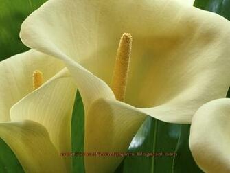 Beautiful Wallpaper Calla Lily Flowers