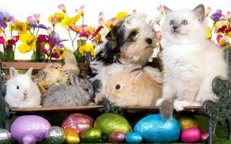 Kitten Dog Puppy Rabbits Chickens Eggs Flowers Easter Wallpaper