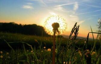 Screensavers And Wallpaper S Nature Screensaver