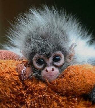Baby Monkey