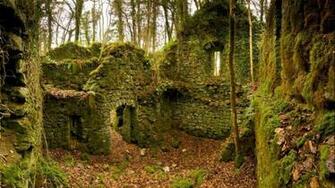 Autumn Season Ruins Forest Leaves Ireland Moss Wallpaper
