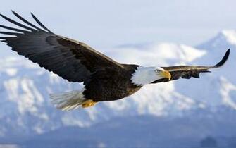Bald Eagle Wallpaper