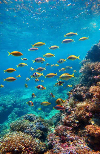 Live Moving Fish Wallpaper