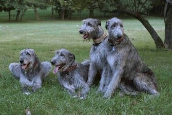 Irish Wolfhound Wallpaper