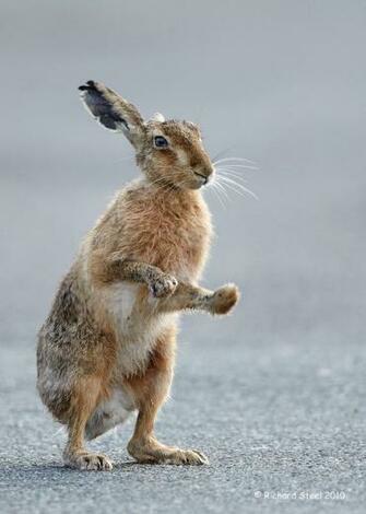 And Which Often Culminates In A Brief Bout Of Shadow Boxing