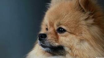 HD Pomeranian Puppies Background Wallpaper