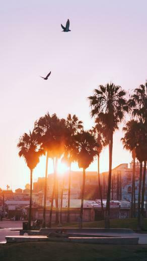 Wallpaper Palm Trees Dawn Birds Venice Beach