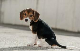 Dog Friend Beagle Wallpaper Photos Pictures