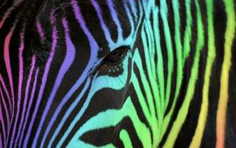 Rainbow Zebra For Jj By Scandinavianpinapple