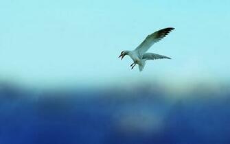 Birds Flying In The Sky HD Wallpaper Background Image