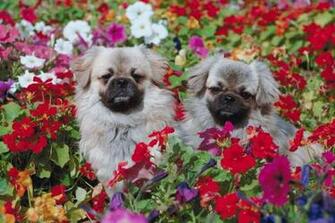 Animals And Safe Aromatherapy