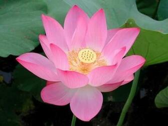 Vibrant Flowers Screensaver Screensavers