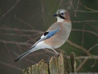 Wallpaper Gallery Bird