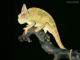 Veiled Chameleon Wallpaper HD