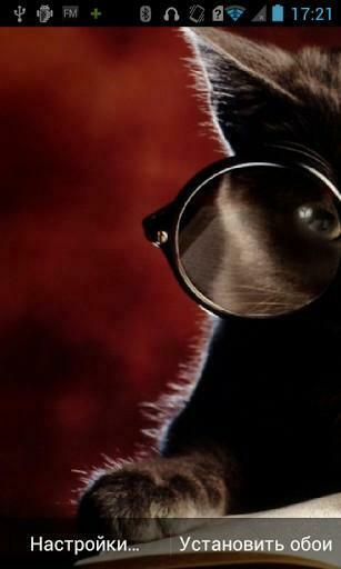 Cat Wearing Sunglasses Wallpaper With Glasses HD