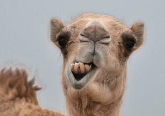 Camel Wallpaper High Quality