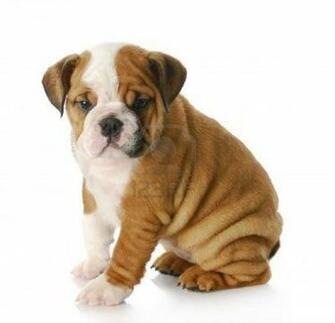 Cute Puppy Dogs Old English Bulldog