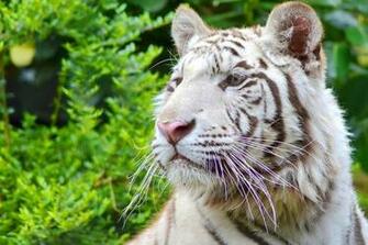 Tiger Wallpaper White Animal Pictures Blue Background
