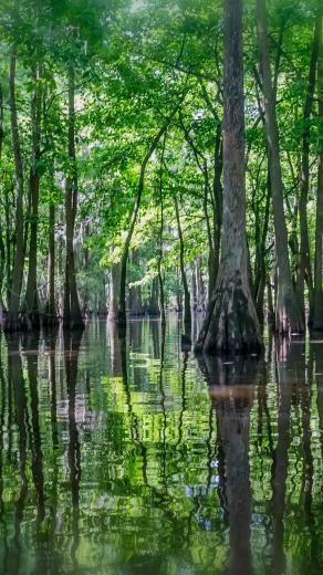 Swamp iPhone Wallpaper At Wallpaperbro