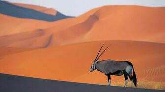 Oryx Wallpaper