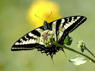 Live Butterfly Wallpaper Beautiful Desktop