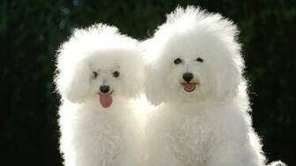 Funny Dog Wallpaper For Girls Desktop