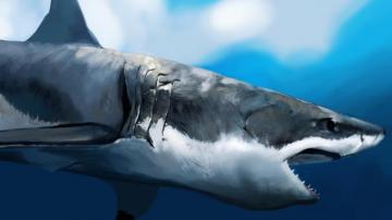 White Shark Wallpaper Great Fish Lamniformes