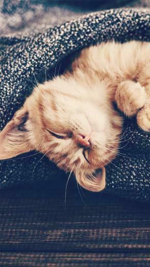 Wallpaper iPhone Cute Little Kitten In