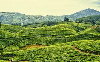 Tea Plantation Wallpaper And Background Image Net