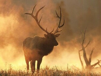 Elk Hunting In The Rocky Mountains Sojourner Travel