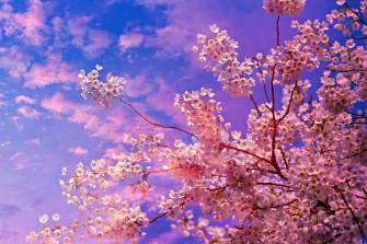Sakura Picture Wallpaper