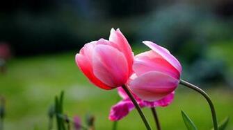 Tulip Flower Wallpaper