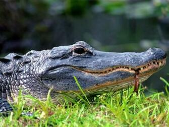 Realistic Alligator Coloring S