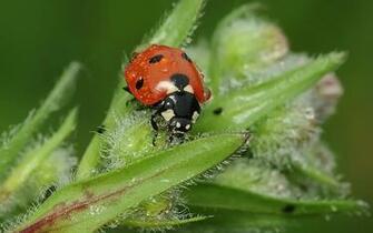Ladybug Computer Wallpaper Desktop Background Id