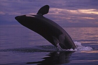Orca Wallpaper Jpg