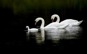 HD Swan Wallpaper Full Pictures