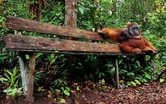 Orangutan HD Desktop Wallpaper 7wallpaper Net