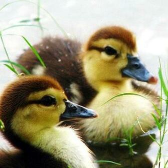 Real Baby Farm Animals Image Pictures Becuo