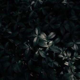 Wallpaper Plant Leaves Dark iPad Air