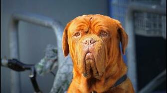 Dogue De Bordeaux Wallpaper