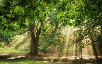 Oak Tree Forest Clipart Background Collection
