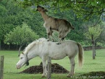 Funny Animals With Words Wide Wallpaper