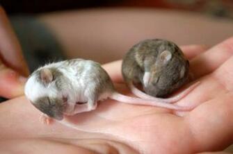 Cute Hat Mouse Inspiring Picture On HD Wallpaper Update