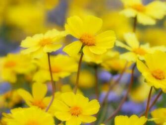 Bright Yellow Flowers Nature Wallpaper Resolution My