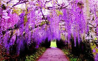 Wisteria Tunnel Desktop Background Wallpaper HD